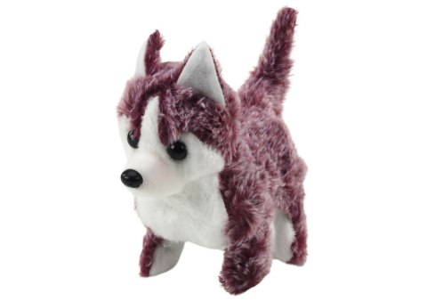 Piesek husky srebrny Piesek husky srebrny