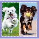 Puzzle - 3w1 - Urocze pieski - Trefl 34854 Puzzle - 3w1 - Urocze pieski - Trefl 34854