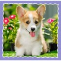 Puzzle - 3w1 - Urocze pieski - Trefl 34854 Puzzle - 3w1 - Urocze pieski - Trefl 34854